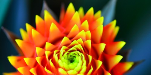 Flor