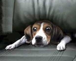 perro