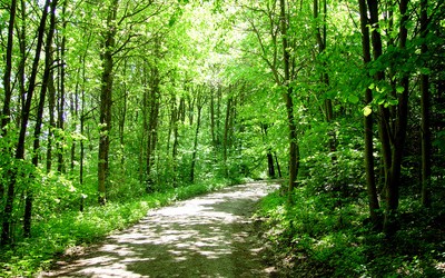 bosque