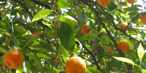 Naranjos