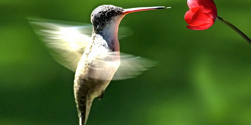 colibri-2