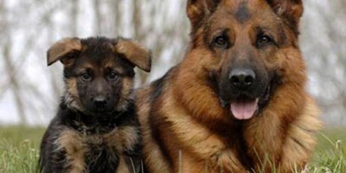 perros