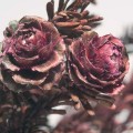 falsaria1367930056rosassecas