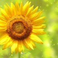 Helianthus annuus