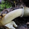 falsaria1416158778images1
