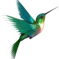 La leyenda del colibrí – Parte 5 – Mi pesar