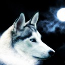 Foto del perfil de Wolfsing